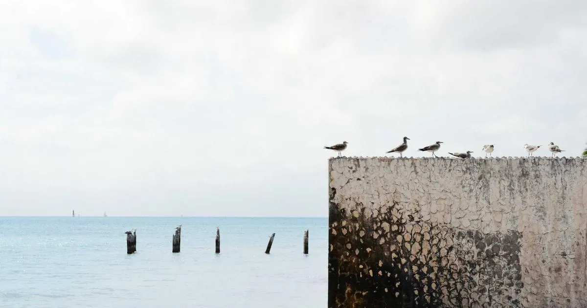 Canva révolutionne le design : transformez vos images fixes en créations entièrement modifiables