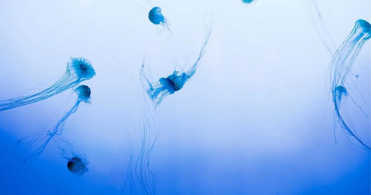 Découvrir la vérité sur le remarketing et le reciblage